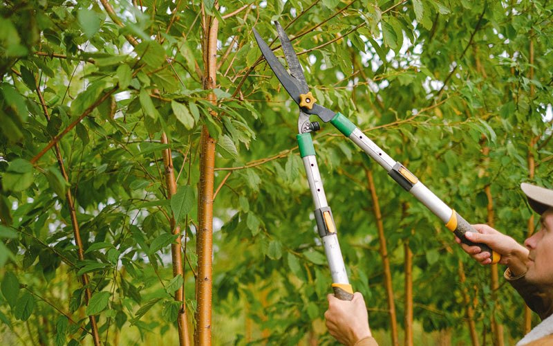 Tree trimming in Barnum, IA